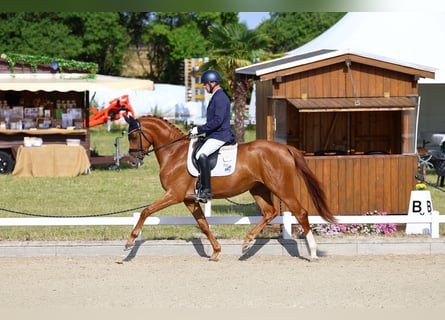 Niemiecki koń sportowy, Klacz, 3 lat, 169 cm, Kasztanowata