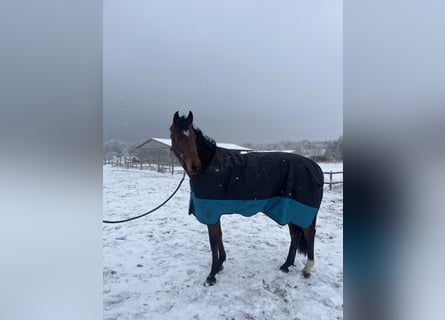 Niemiecki koń sportowy, Klacz, 3 lat, 170 cm, Gniada