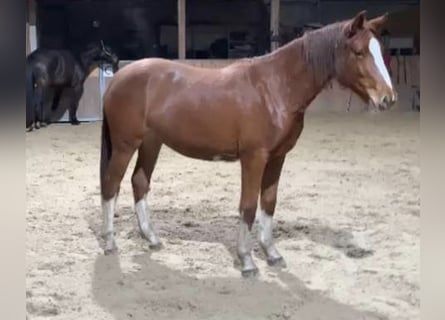 Niemiecki koń sportowy, Klacz, 3 lat, 170 cm, Kasztanowata
