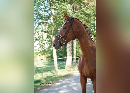 Niemiecki koń sportowy, Klacz, 3 lat, 170 cm, Kasztanowata