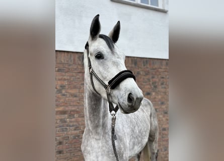 Niemiecki koń sportowy, Klacz, 3 lat, 170 cm, Siwa jabłkowita