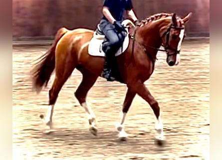 Niemiecki koń sportowy, Klacz, 3 lat, 172 cm, Kasztanowata
