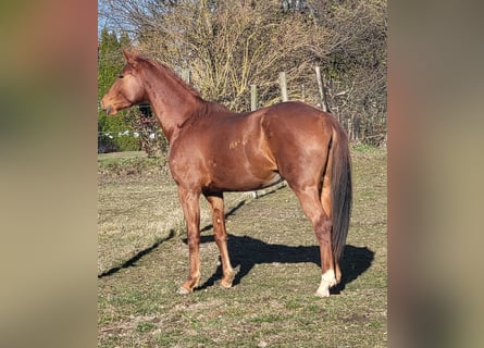 Niemiecki koń sportowy, Klacz, 3 lat, Kasztanowata