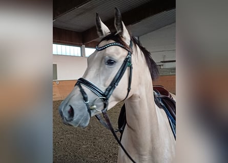 Niemiecki koń sportowy, Klacz, 4 lat, 149 cm, Bułana
