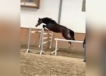 Niemiecki koń sportowy, Klacz, 4 lat, 155 cm, Ciemnogniada