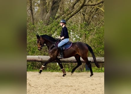 Niemiecki koń sportowy, Klacz, 4 lat, 159 cm, Ciemnogniada