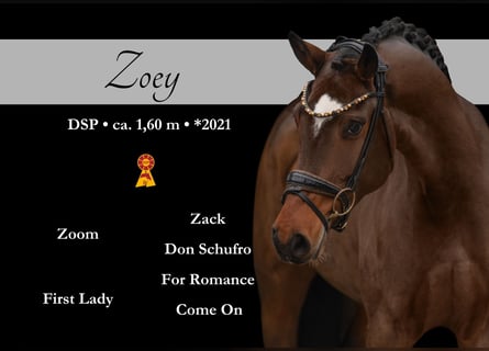 Niemiecki koń sportowy, Klacz, 4 lat, 160 cm, Ciemnogniada