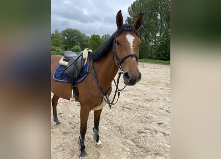 Niemiecki koń sportowy, Klacz, 4 lat, 160 cm, Gniada