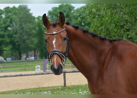 Niemiecki koń sportowy, Klacz, 4 lat, 160 cm, Gniada