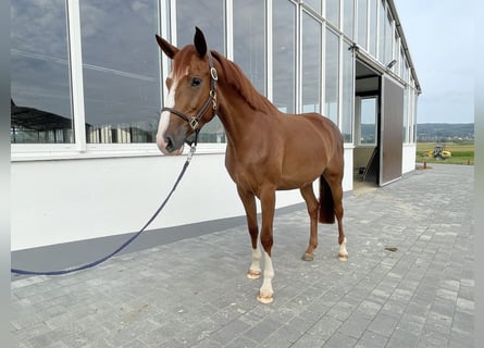 Niemiecki koń sportowy, Klacz, 4 lat, 160 cm, Kasztanowata