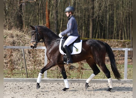Niemiecki koń sportowy, Klacz, 4 lat, 162 cm, Ciemnogniada