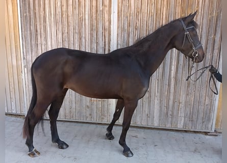 Niemiecki koń sportowy, Klacz, 4 lat, 162 cm, Gniada