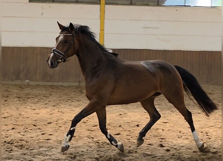 Niemiecki koń sportowy, Klacz, 4 lat, 163 cm, Ciemnogniada