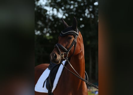 Niemiecki koń sportowy, Klacz, 4 lat, 163 cm, Gniada