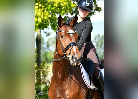 Niemiecki koń sportowy, Klacz, 4 lat, 163 cm, Gniada