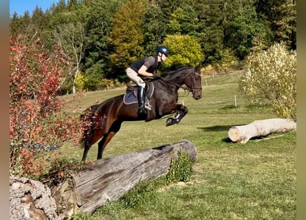 Niemiecki koń sportowy, Klacz, 4 lat, 163 cm, Gniada