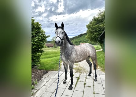 Niemiecki koń sportowy, Klacz, 4 lat, 163 cm, Siwa jabłkowita