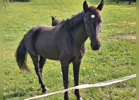 Niemiecki koń sportowy, Klacz, 4 lat, 163 cm, Skarogniada