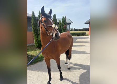 Niemiecki koń sportowy, Klacz, 4 lat, 164 cm, Gniada