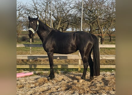 Niemiecki koń sportowy, Klacz, 4 lat, 164 cm, Kara