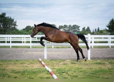 Niemiecki koń sportowy, Klacz, 4 lat, 165 cm, Gniada