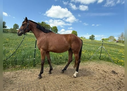 Niemiecki koń sportowy, Klacz, 4 lat, 165 cm, Gniada