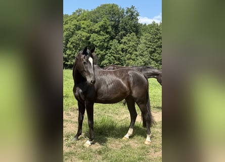 Niemiecki koń sportowy, Klacz, 4 lat, 165 cm, Kara