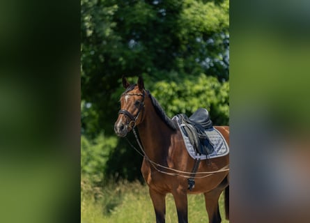 Niemiecki koń sportowy, Klacz, 4 lat, 166 cm, Gniada