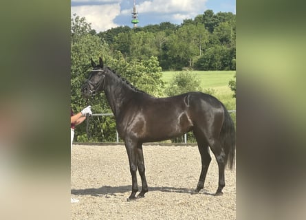 Niemiecki koń sportowy, Klacz, 4 lat, 166 cm, Kara