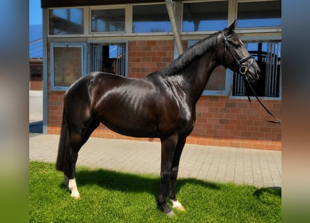Niemiecki koń sportowy, Klacz, 4 lat, 166 cm, Skarogniada
