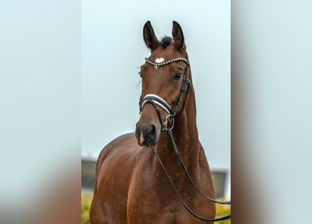 Niemiecki koń sportowy, Klacz, 4 lat, 167 cm, Gniada