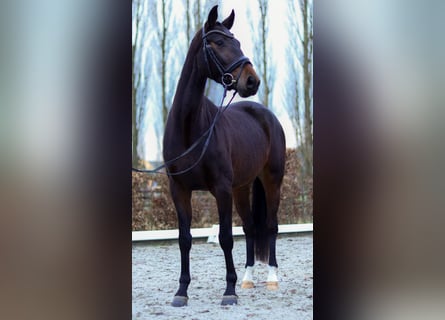 Niemiecki koń sportowy, Klacz, 4 lat, 167 cm, Gniada