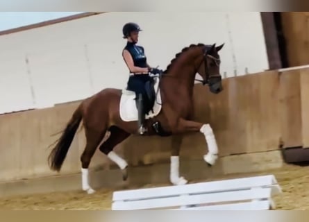 Niemiecki koń sportowy, Klacz, 4 lat, 167 cm, Kasztanowata