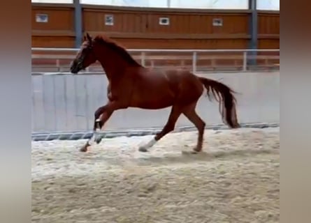 Niemiecki koń sportowy, Klacz, 4 lat, 167 cm, Kasztanowata