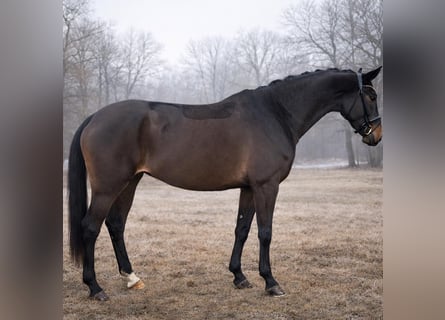 Niemiecki koń sportowy, Klacz, 4 lat, 168 cm, Ciemnogniada