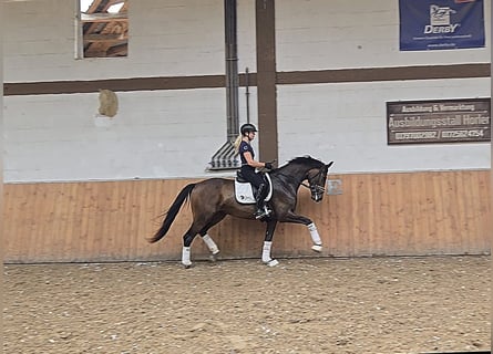 Niemiecki koń sportowy, Klacz, 4 lat, 168 cm, Ciemnogniada