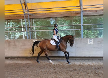 Niemiecki koń sportowy, Klacz, 4 lat, 168 cm, Gniada