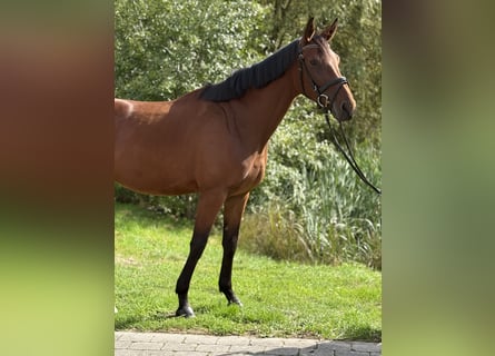 Niemiecki koń sportowy, Klacz, 4 lat, 168 cm, Gniada