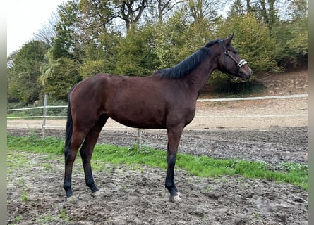 Niemiecki koń sportowy, Klacz, 4 lat, 168 cm, Gniada