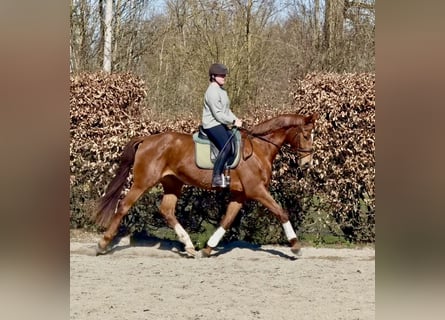 Niemiecki koń sportowy, Klacz, 4 lat, 168 cm, Kasztanowata