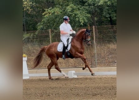 Niemiecki koń sportowy, Klacz, 4 lat, 168 cm, Kasztanowata