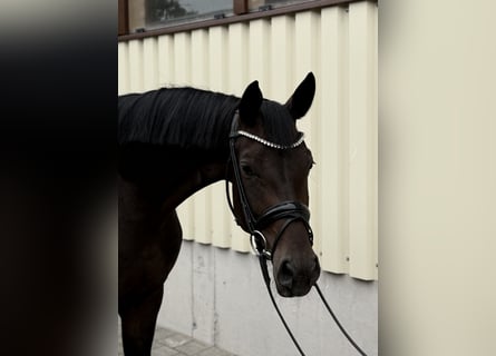 Niemiecki koń sportowy, Klacz, 4 lat, 169 cm, Ciemnogniada
