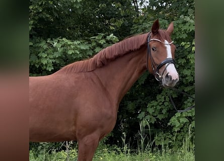 Niemiecki koń sportowy, Klacz, 4 lat, 169 cm, Kasztanowata