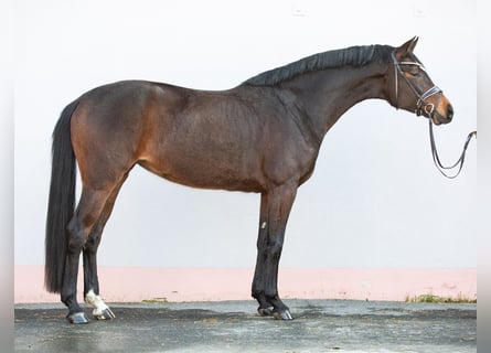 Niemiecki koń sportowy, Klacz, 4 lat, 170 cm, Gniada