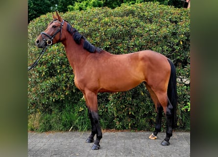 Niemiecki koń sportowy, Klacz, 4 lat, 170 cm, Gniada