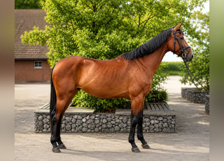 Niemiecki koń sportowy, Klacz, 4 lat, 170 cm, Gniada