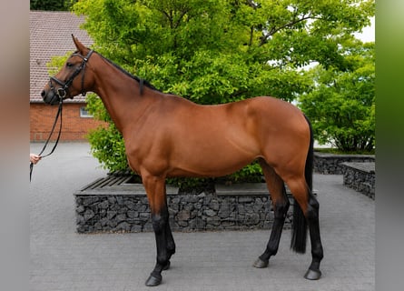 Niemiecki koń sportowy, Klacz, 4 lat, 170 cm, Gniada