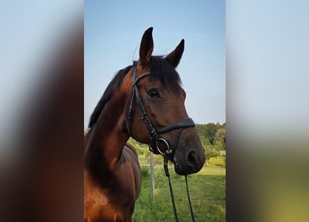 Niemiecki koń sportowy, Klacz, 4 lat, 170 cm, Gniada