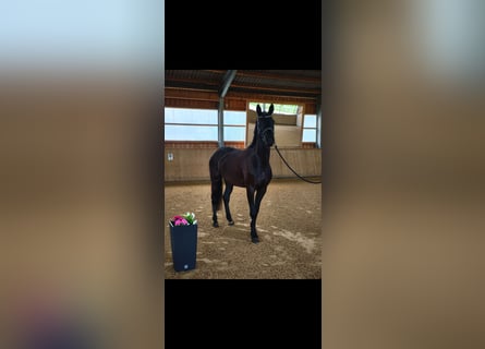 Niemiecki koń sportowy, Klacz, 4 lat, 170 cm, Kara