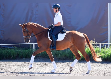 Niemiecki koń sportowy, Klacz, 4 lat, 170 cm, Kasztanowata